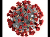 Coronavirus e alimentazione